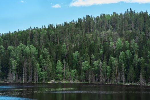 View of wild woods and idyllic lake in calm. North nature, taiga. Priozersk region Korela Russia
