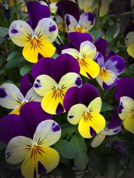 A bouquet of yellow and purple viola flowers or pansies. In the picture are several blooming flowers visible.