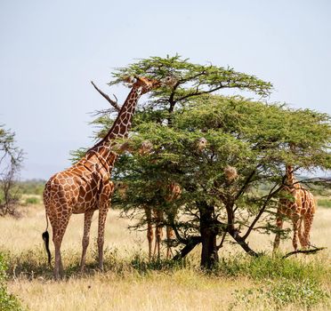 Somalia wildlife  Pictures