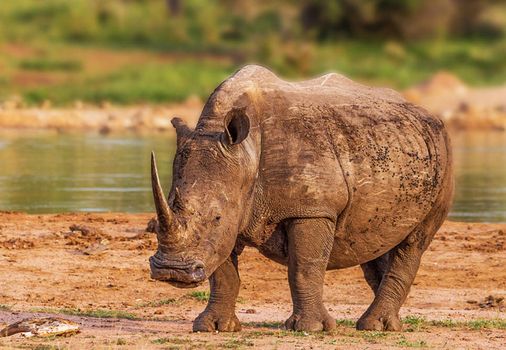 Manyeleti wildlife  Pictures