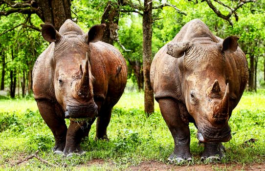Manyeleti wildlife  Pictures