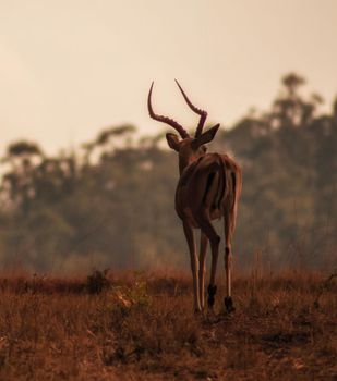 Manyeleti wildlife  Pictures