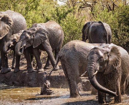 Manyeleti wildlife  Pictures