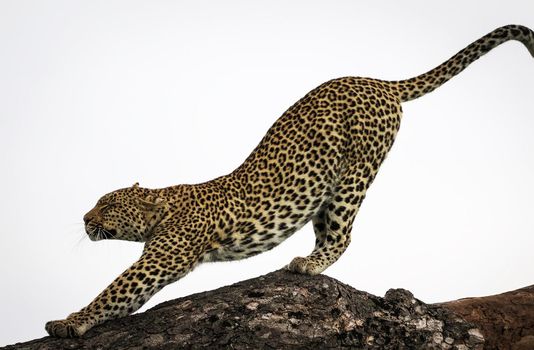 Manyeleti wildlife  Pictures