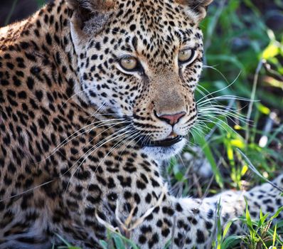 Manyeleti wildlife  Pictures
