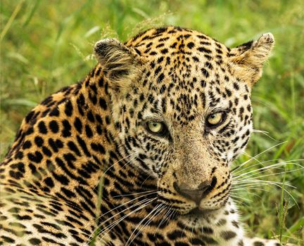 Manyeleti wildlife  Pictures