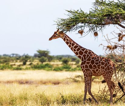 Somalia wildlife  Pictures