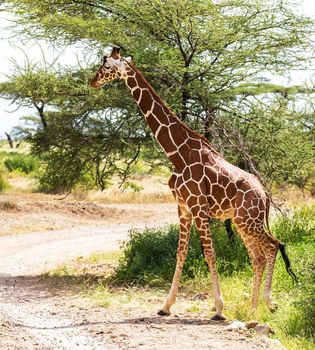 Somalia wildlife  Pictures