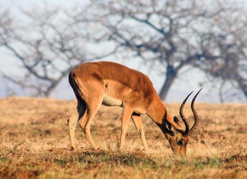 Manyeleti wildlife  Pictures