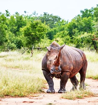 Manyeleti wildlife  Pictures