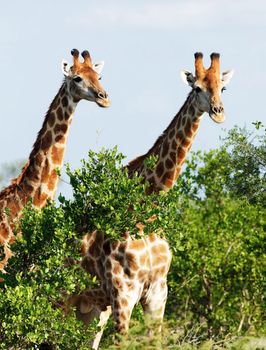 Somalia wildlife  Pictures