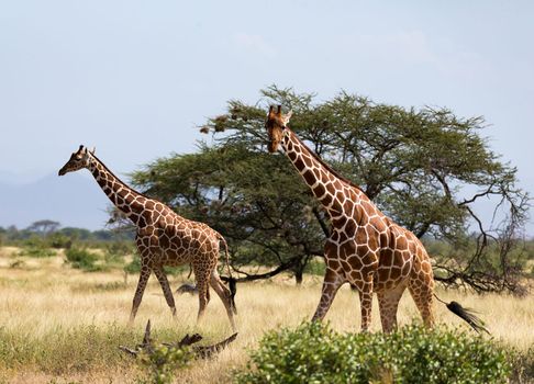 Somalia wildlife  Pictures