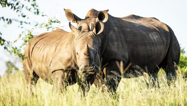 Manyeleti wildlife  Pictures