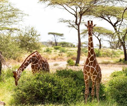 Somalia wildlife  Pictures