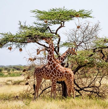 Somalia wildlife  Pictures