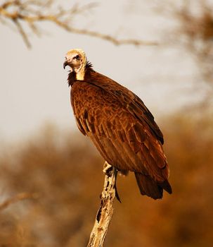 Manyeleti wildlife  Pictures