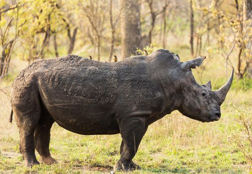 Manyeleti wildlife  Pictures