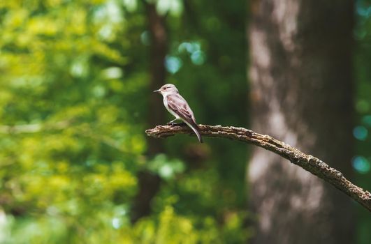 flycatcher sits on a dry branch, animals