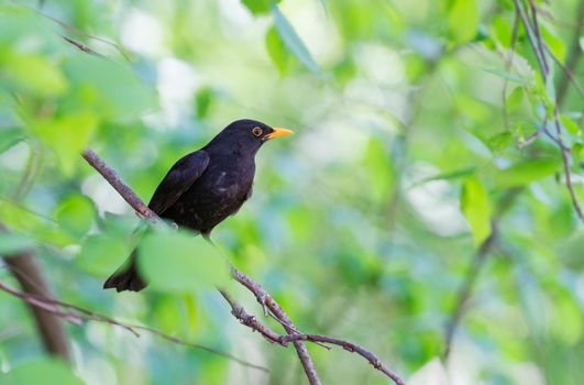 black bird sits among spring greenery, animals