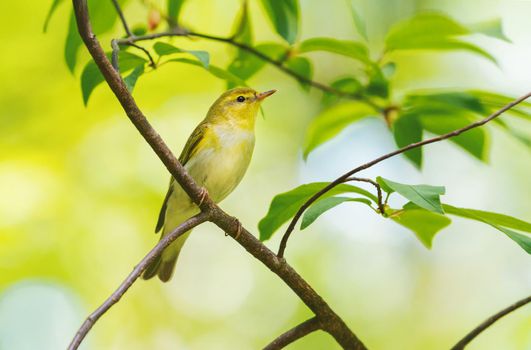 spring bird sits on a branch in the forest, animals