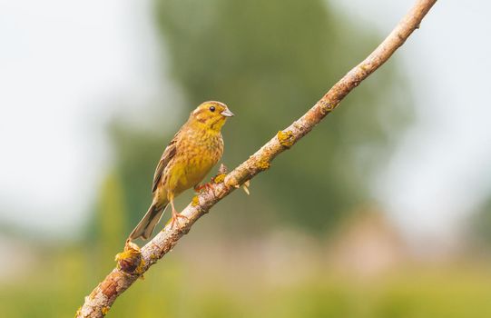 yellowhammer bird sitting on a branch, animals