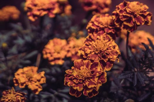Real beauty nature background. Tagetes herb flower plant Asteraceae marigolds saffron. Bloom golden orange yellow Brown maroon petal. Ray disc circle floret. Horticulture, floral design summer autumn.