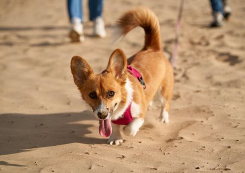 Cropped image of people walking in beach with dog. Foots of woman and man going on sand road outdoors with corgi puppy. Focus on pet, human legs on background