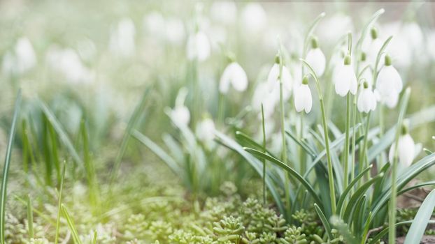 First spring flowers, snowdrops, a symbol of nature awakening in the sunlight. Light toning, brightening.