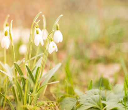 First spring flowers, snowdrops, a symbol of nature awakening in the sunlight. Light toning, brightening.