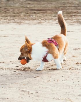 Beautiful dog on sandy beach. Corgi puppy walks in nature in summer in sunshine near coastline. Pet outdoor activity