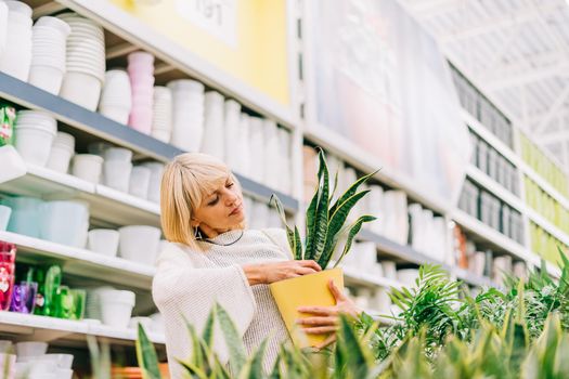 Gardening, planting and shopping concept. Beautiful mature adult woman choosing houseplants and pots in greenhouse or garden centre. Senior buying flowers plants at market store in mall.