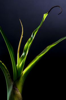 Leaves of banana shoots on black background