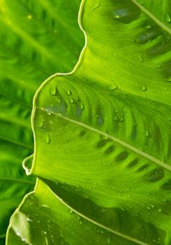 Freshness Leaf of Great Caladium Giant Taro