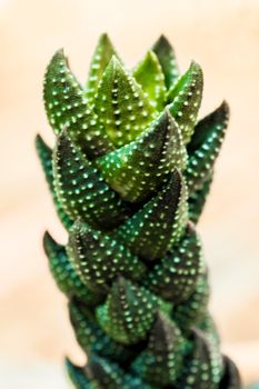 Succulent plant close-up, leaves texture of Haworthia Reinwardtii