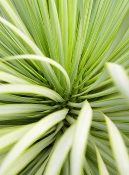 Soft and narrow leaf of Agave succulent plant, Agave Yucca Linearis, freshness leaves with thorn of Linear-Leaf Yucca