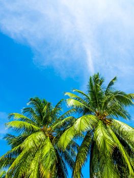 Coconut tree and the bright blue sky