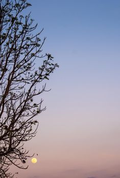 Silhouette tree and the full moon in the evening sky