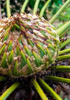 Female cone of Cycas siamensis Miq, The unisexual plant