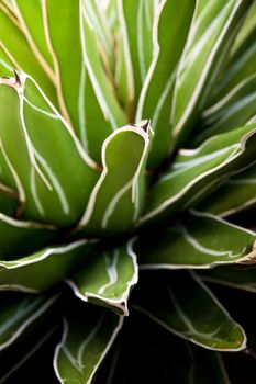 Agave succulent plant, freshness leaves with thorn of Queen victoria century agave