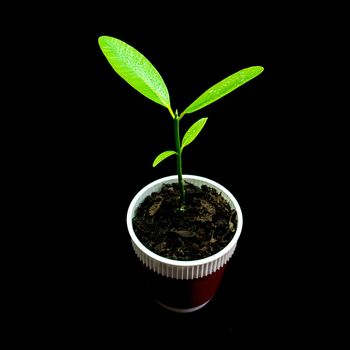 Bud leaves of young plant seeding in black background