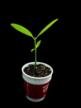 Bud leaves of young plant seeding in plastic cup