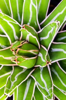 Agave succulent plant, freshness leaves with thorn of Queen victoria century agave