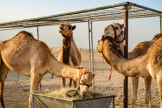 Arabian Desert Camel (United Arab Emirates). Shooting Location: Dubai