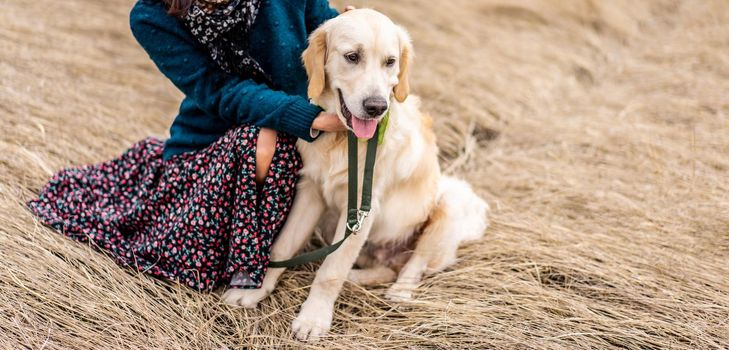 Lovely golden retriever near female legs on dry grass