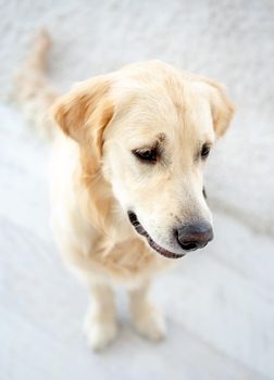 Top view of cute golden retriever sitting on light floor