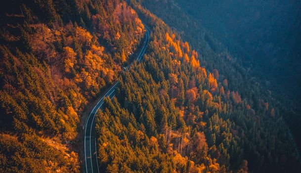 Panoramic view of paved road framed by yellow autumn trees
