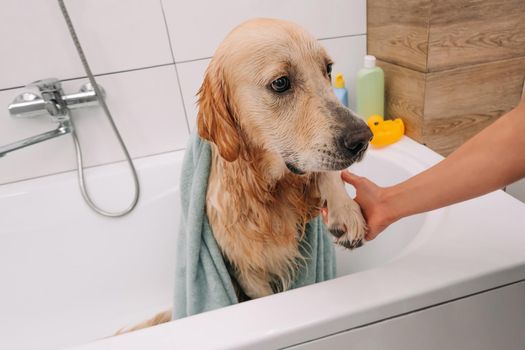 Portrait of adorable golden retriever dog sitting in the bath wearing towel and looking back. Owner hand holding paw of wet doggy pet in the bathroom after cleaning shower