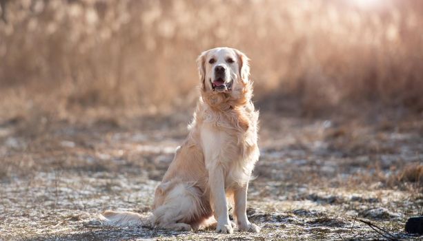 Portrait of golden retriever dog sitting outdoors in early spring time with blurred background and looking at the camera. Cute doggy pet labrador walking at the nature