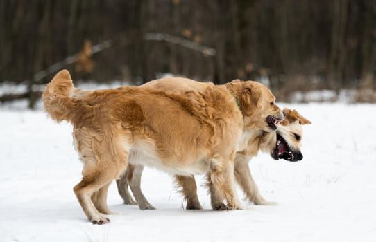 Two golden retriever dogs playing in winter park and show theit teeth each other