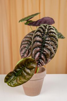 Alocasia Cuprea Red Secret plant, exotic houseplant on a fabric curtains background.